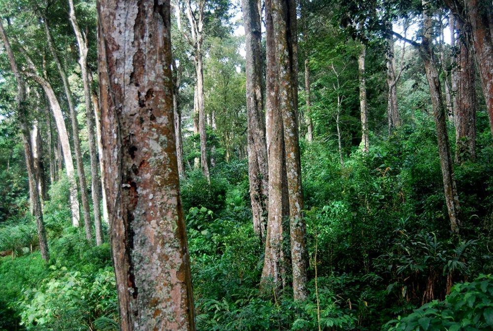 Greenspaces B&B Munnar Bagian luar foto