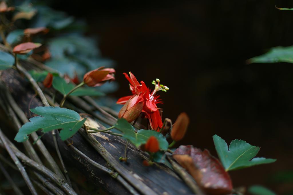 Greenspaces B&B Munnar Bagian luar foto