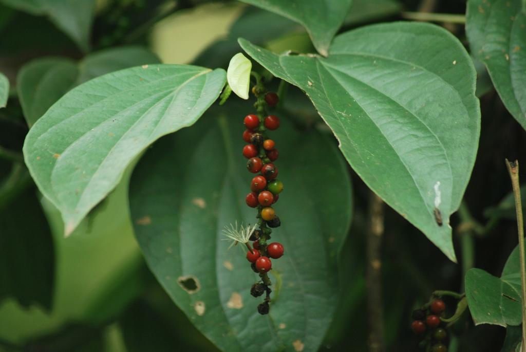 Greenspaces B&B Munnar Bagian luar foto
