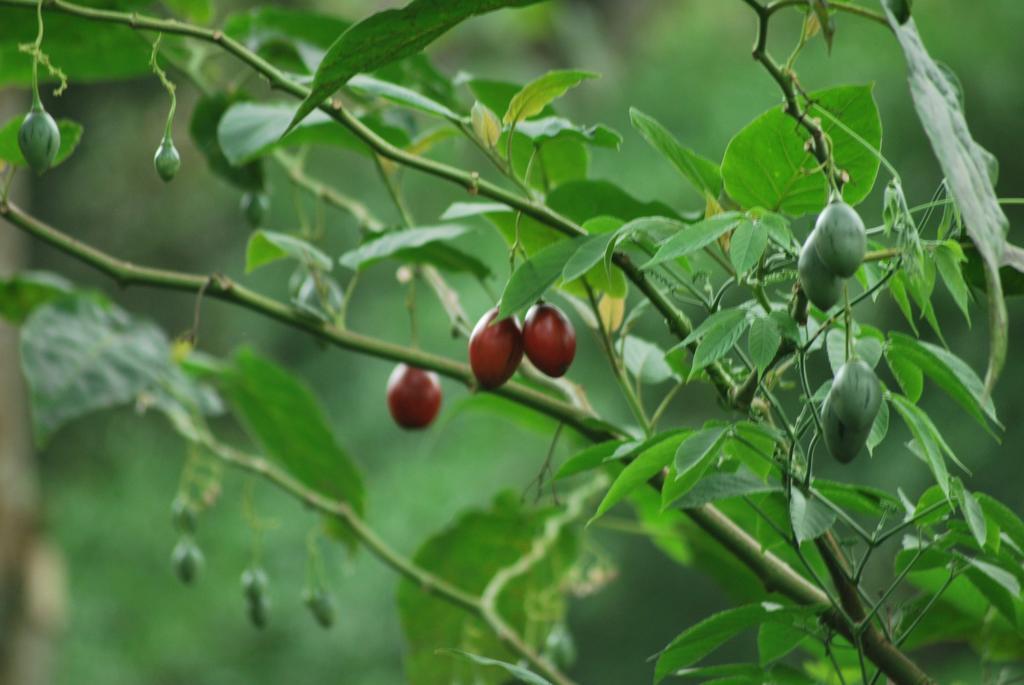 Greenspaces B&B Munnar Bagian luar foto